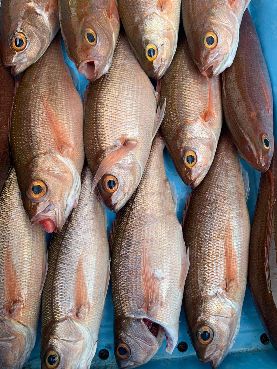 【予約注文】旬のお魚食べ比べセット