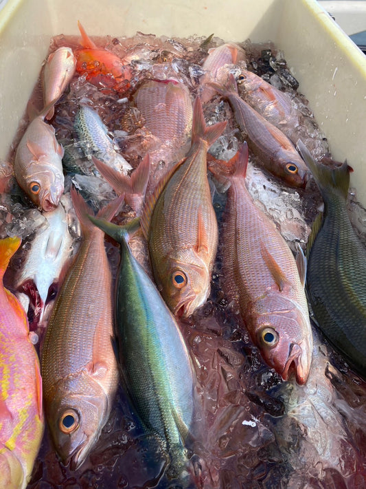 【予約注文】旬のお魚食べ比べセット